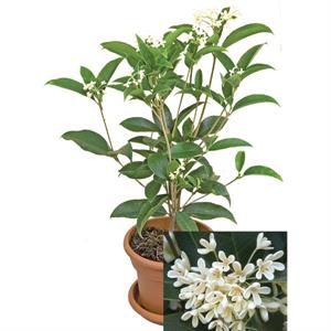 نگهداری از گیاه گلدانی زیتون شیرین - فوت و فن های باغبانی