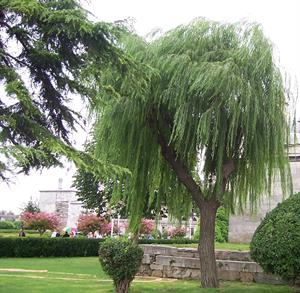 زیباسازی فضای سبز با کاشت درخت بید - فوت و فن های باغبانی