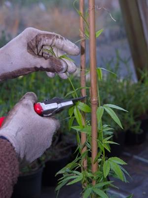 چه زمانی و چگونه  گل ساعتی را هرس کنیم؟ - فوت و فن های باغبانی