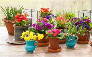 چند روش برای گل دهی بهتر گیاهان گلدار - فوت و فن های باغبانی