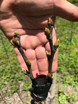 چه پیوندی برای خرمالو مناسب است؟ - فوت و فن های باغبانی