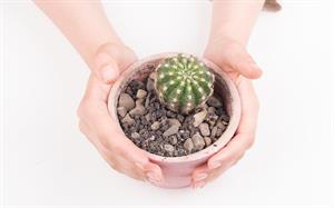 کاکتوس ها چه زمانی نیاز به تعویض گلدان دارند ؟ - فوت و فن های باغبانی