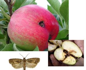 شناخت آفات مهم درخت سیب - فوت و فن های باغبانی