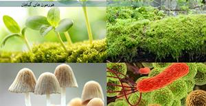 شناخت هورمون های گیاهی و کاربرد آنها  - فوت و فن های باغبانی