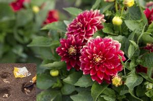 نحوی کاشت پیاز کوکب - فوت و فن های باغبانی