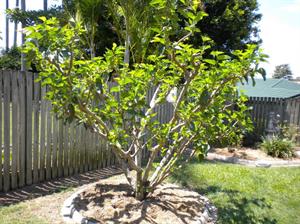 نحوه ی هرس کوتاه توت - فوت و فن های باغبانی