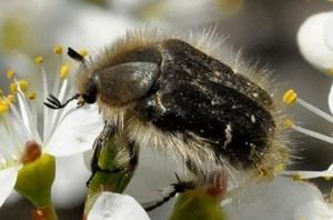 شناخت آفات گل خوار رز - فوت و فن های باغبانی