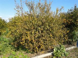 بیماری تریستیزای مرکبات - فوت و فن های باغبانی