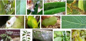 چگونه با آفات گیاهان آپارتمانی مبارزه کنیم ؟ - فوت و فن های باغبانی