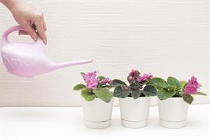 راهنمای آبیاری بنفشه آفریقایی - فوت و فن های باغبانی