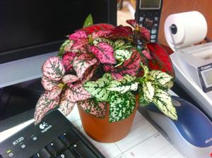 هیپوستس یا گل سنگ  - فوت و فن های باغبانی