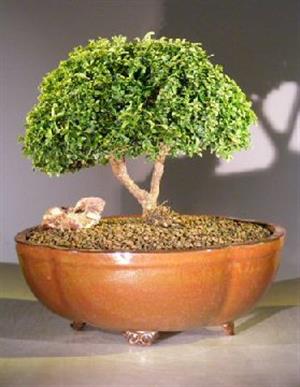 نگهداری از بونسای شمشاد ژاپنی - فوت و فن های باغبانی