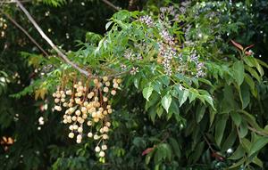 نحوه ی کاشت بذر زیتون تلخ - فوت و فن های باغبانی