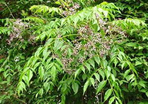 معرفی درخت زیتون تلخ - فوت و فن های باغبانی