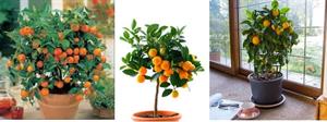نگهداری از درختچه نارنگی در منزل - فوت و فن های باغبانی