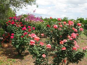 انتخاب خاک مناسب برای کاشت گل رز - فوت و فن های باغبانی