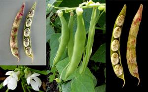 کاشت و پرورش لوبیا سبز - فوت و فن های باغبانی