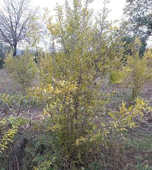 پاجوش ها و یقیه جوش ها در گیاهان و نحوه ی هرس آنها - فوت و فن های باغبانی