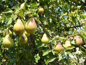 pears-planting-growing-and-harvesting202