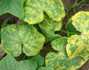 بیماری ویروس موزاییک خیار و نحوه درمان - فوت و فن های باغبانی