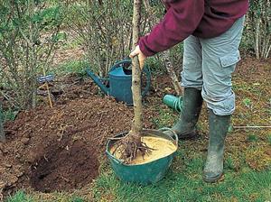 پرالیناژ وضدعفونی ریشه نهال قبل از کاشت - فوت و فن های باغبانی