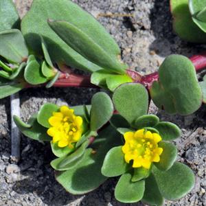 کاشت گیاه خرفه خوراکی - فوت و فن های باغبانی