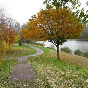 روش نگهداری درخت آزاد چگونه است ؟ product 906 220161120.jpg?height=250&mode=crop¢er=0.25,0 - روش نگهداری درخت آزاد چگونه است ؟