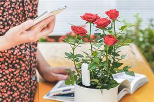 چگونگی پیشگیری از آفات و بیماری های گیاهان - فوت و فن های باغبانی