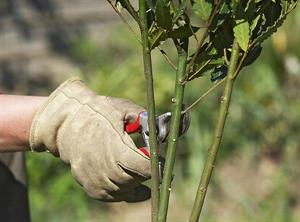 انواع قلمه در گیاهان - فوت و فن های باغبانی