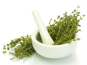 کاشت و پرورش گیاه دارویی آویشن - فوت و فن های باغبانی