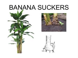 نحوه ی تکثیر موز - فوت و فن های باغبانی