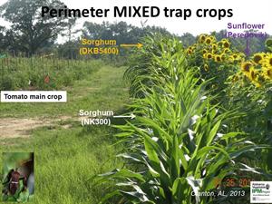 گیاهان تله و کاربرد آنها در کنترل آفات - فوت و فن های باغبانی