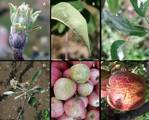 شناخت بیماری سفیدک حقیقی سیب و نحوه ی درمان - فوت و فن های باغبانی