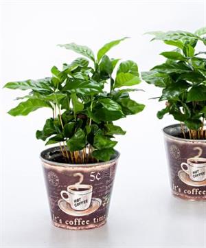 نگهداری از گیاه قهوه عربی  - فوت و فن های باغبانی