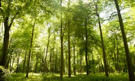 درختان زینتی