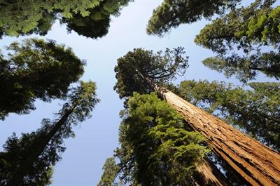 معرفی گیاه سکویا غول‌پیکر (Giant Sequoia)  - Sequoiadendron gigan