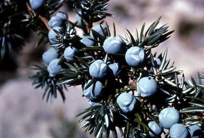 Juniperus communis - پیرو
