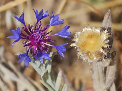 Centaurea depressa