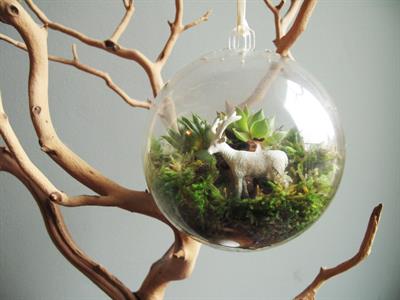 Terarium