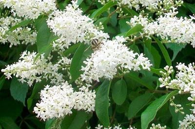 Ligustrum sinense