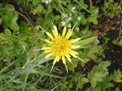 Tragopogon graminifo