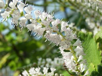 Misty plume bush بومی افریقا، گل آذین درختچه مه پر