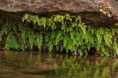 adiantum capillus