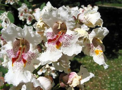 Catalpa speciosa - کاتالپا شمالی