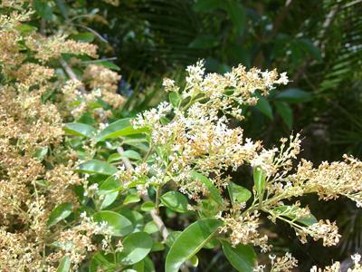 Ligustrum sinense