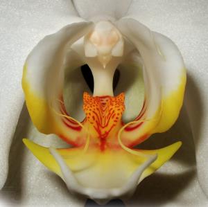 Orchid