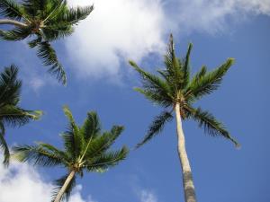 Palm