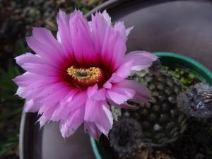 Cactus