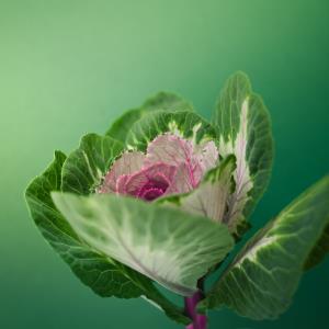 Brassica oleracea - کلم