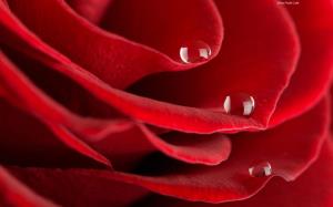 petal